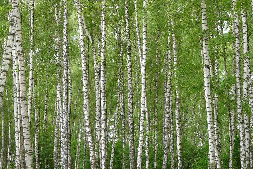 TREES FOR REHABILITATION (LANDCARE REAFFORESTATION)