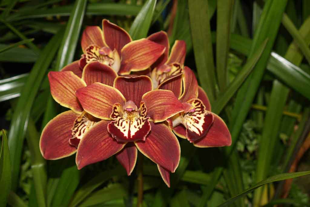 CUT FLOWER ORCHIDS   VHT240