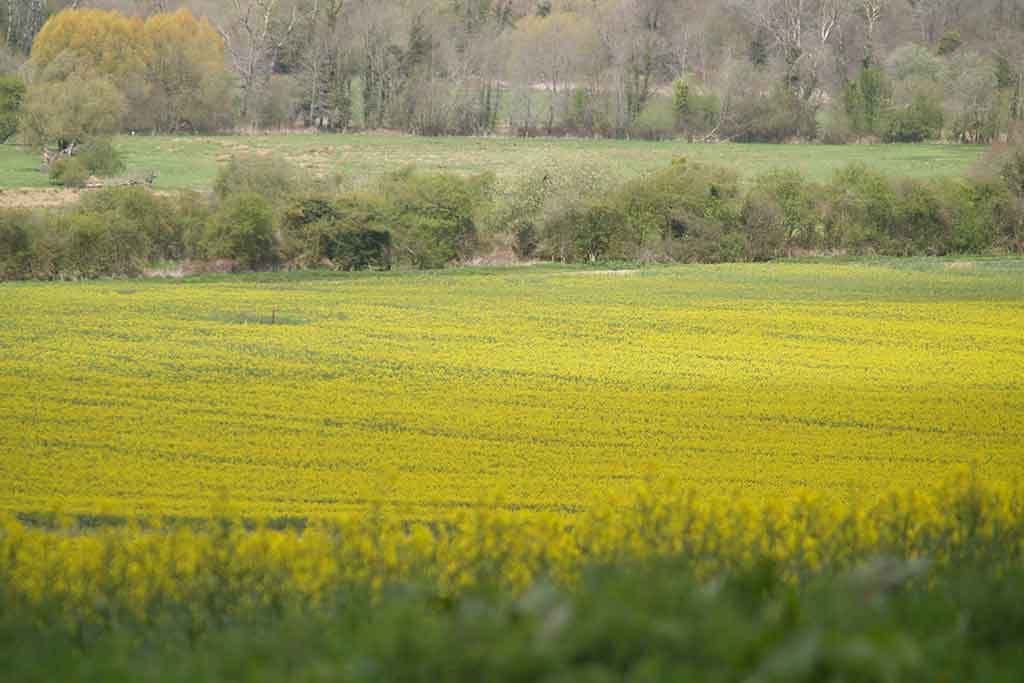 OIL CROPPING -Agronomy V