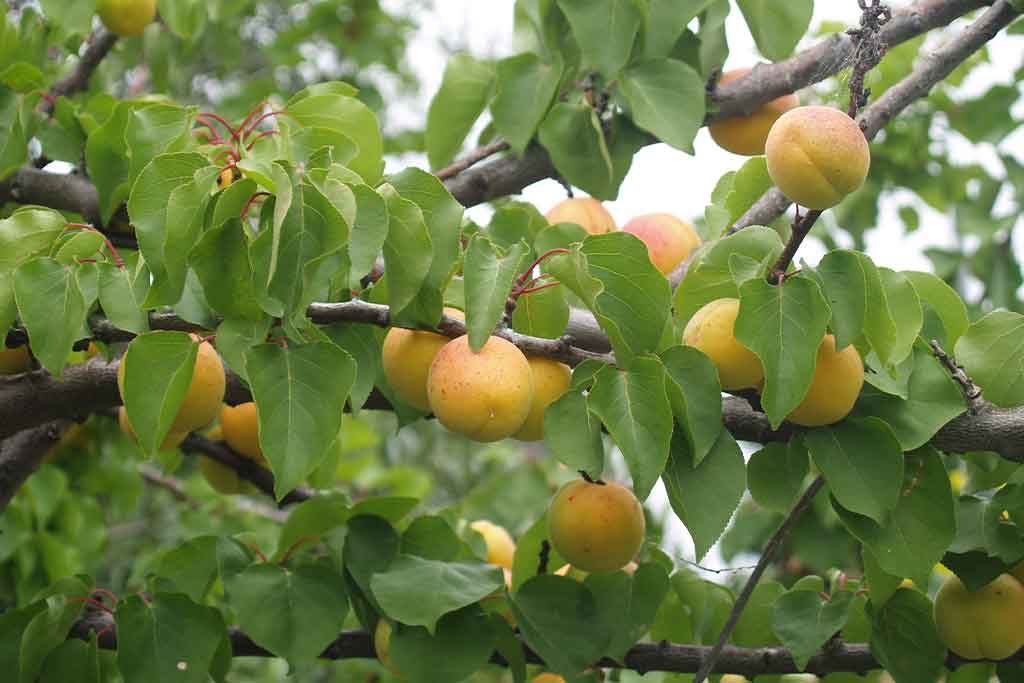 FRUIT PRODUCTION -TEMPERATE CLIMATE