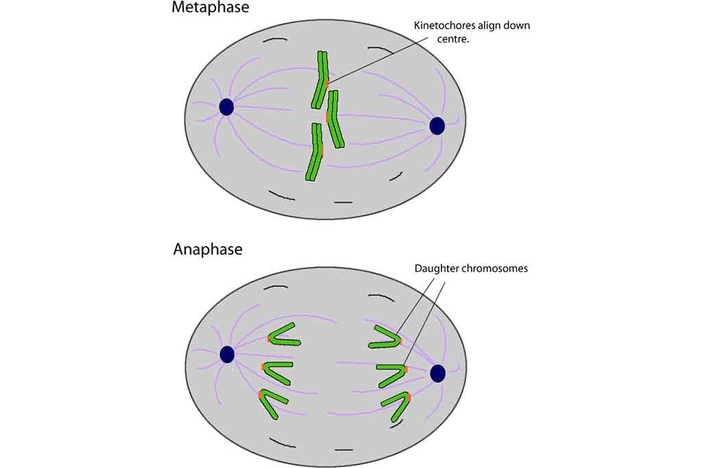 CELL BIOLOGY