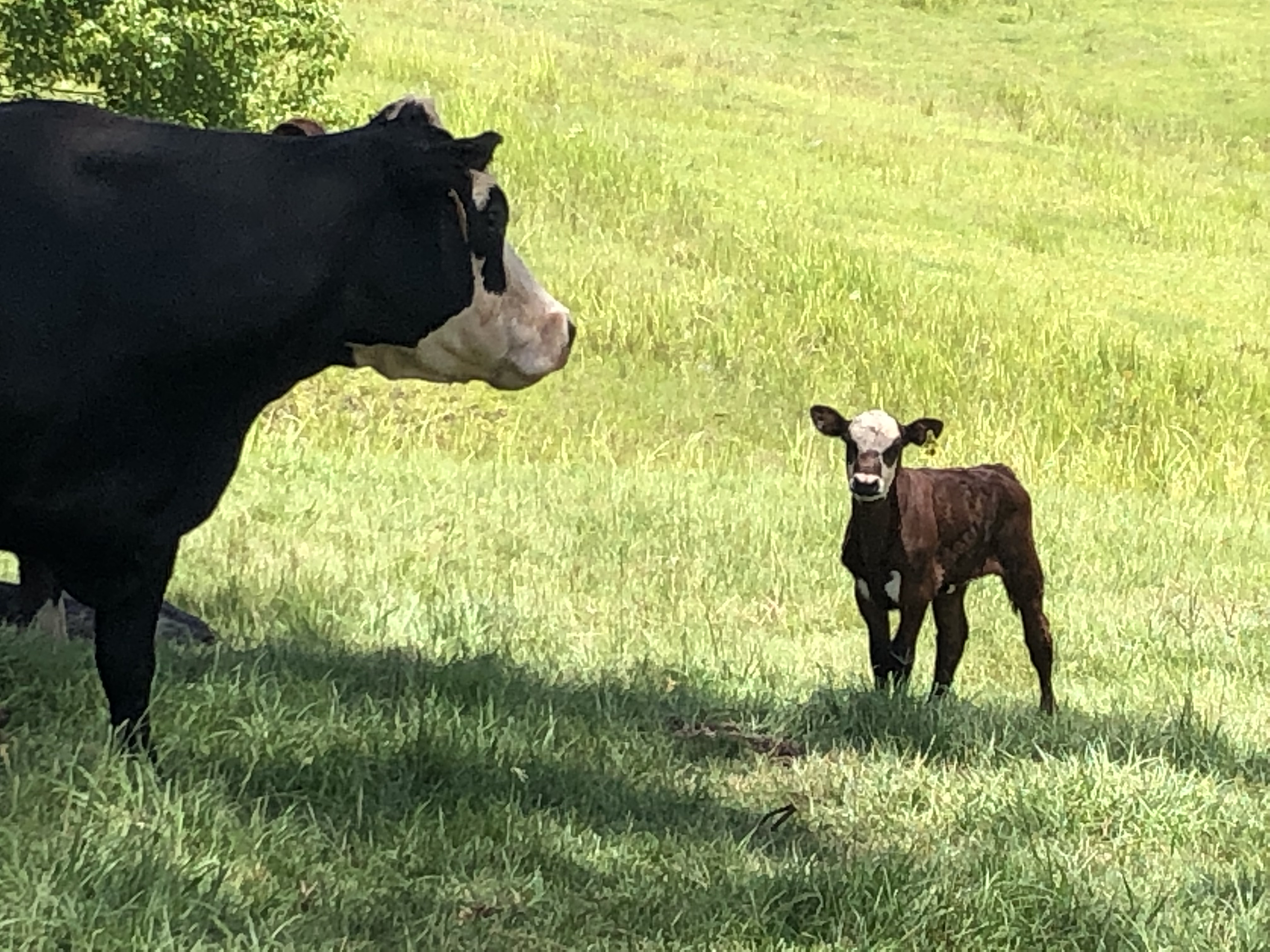 ANIMAL HEALTH CARE