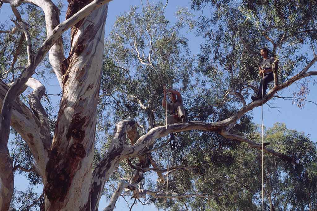 CERTIFICATE IN ARBORICULTURE