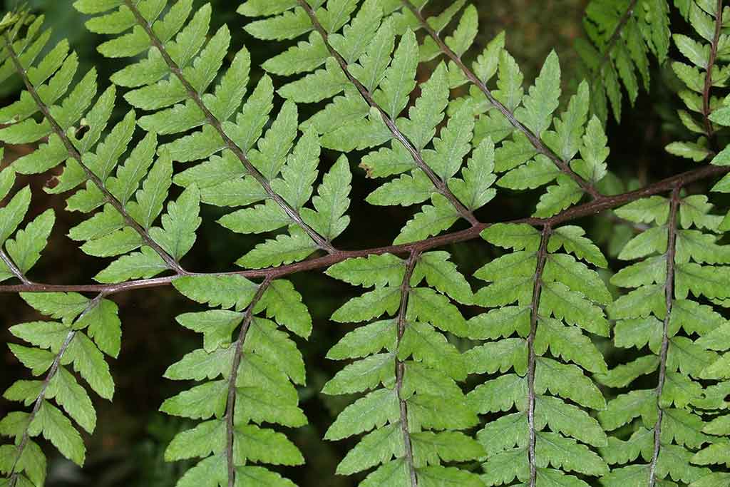 FERNS