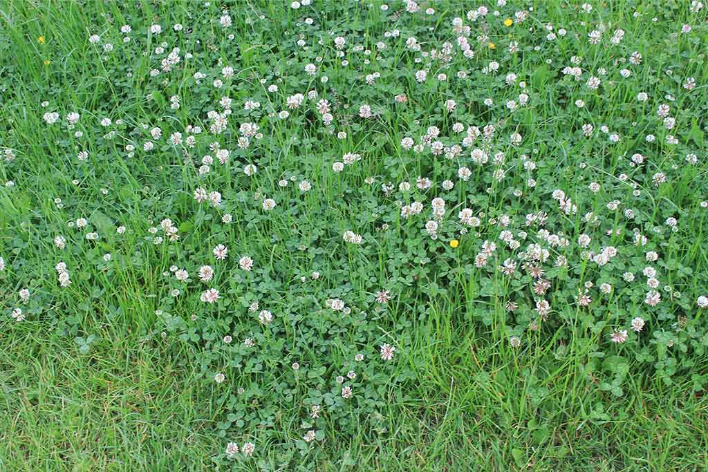 PASTURE MANAGEMENT