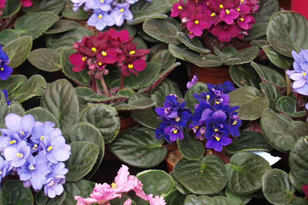 AFRICAN VIOLETS   VHT105