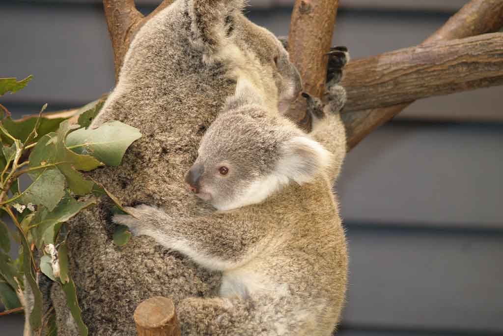 Marsupial Biology and Management