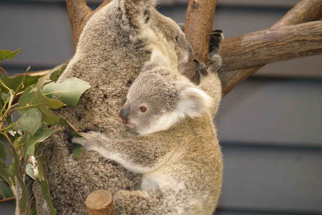 MARSUPIAL BIOLOGY AND MANAGEMENT