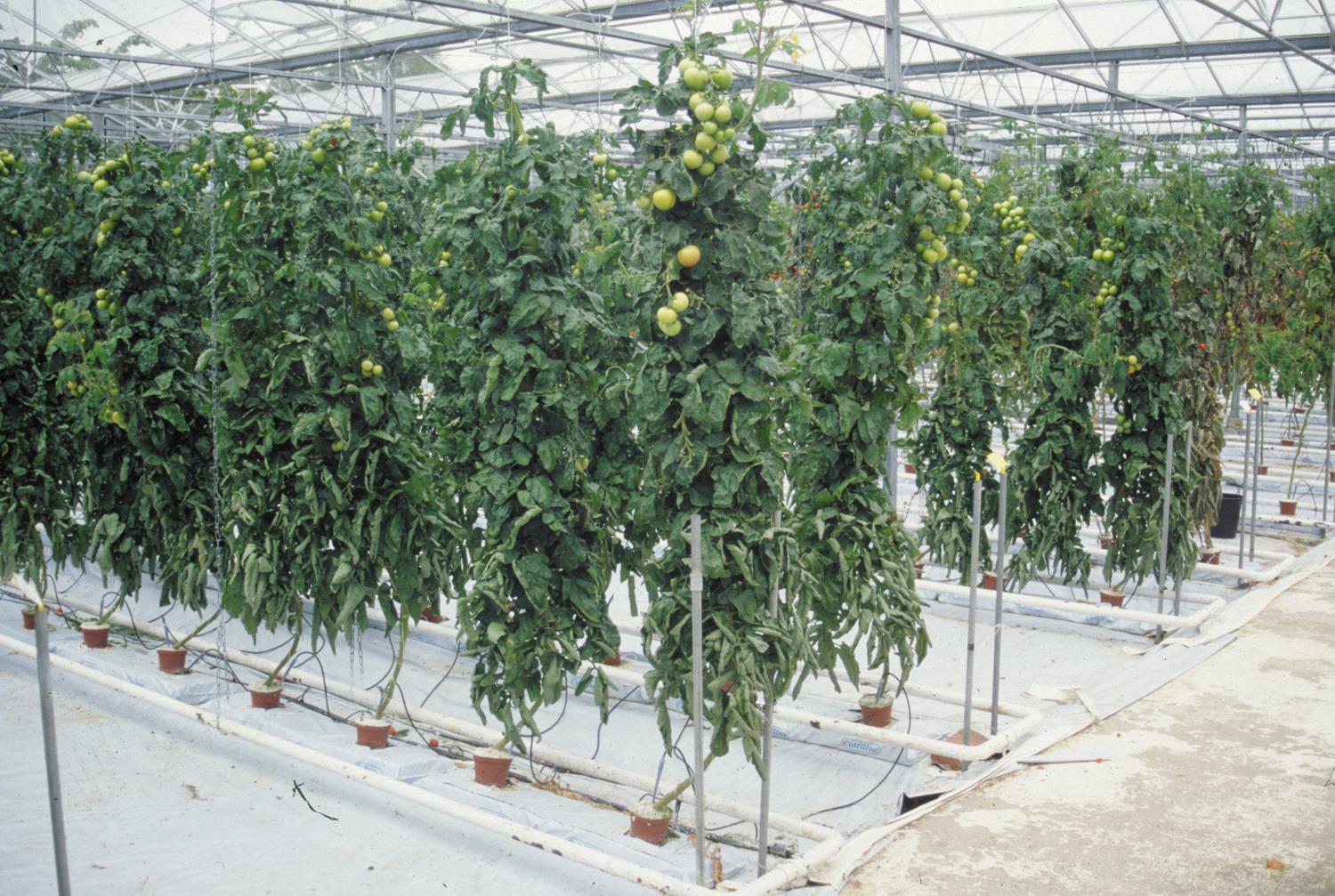 Troubleshooting Hydroponic Problems