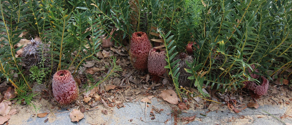Why Australian Native Plants Are Transforming Modern Gardens